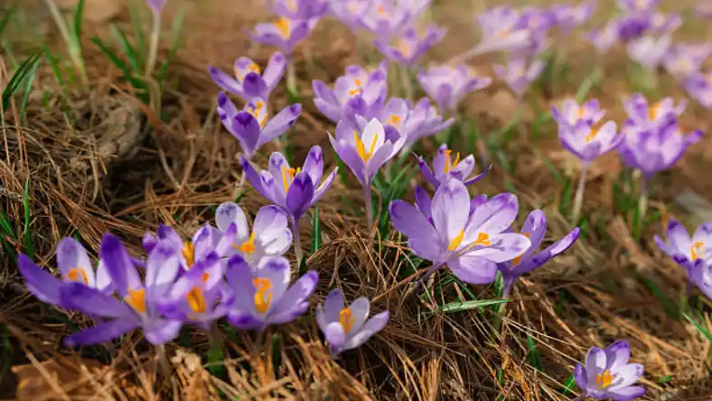 کود رویش سبز برای زعفران