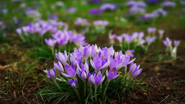 کود زعفران شوک