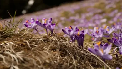 کود زعفران مایع