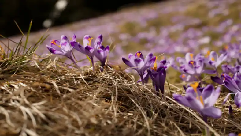 کود زعفران مایع