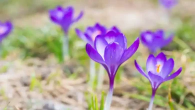 کود سفید برای زعفران