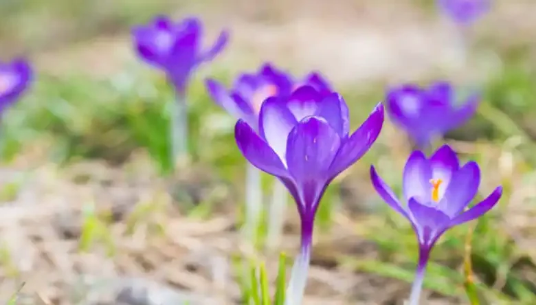 کود سفید برای زعفران