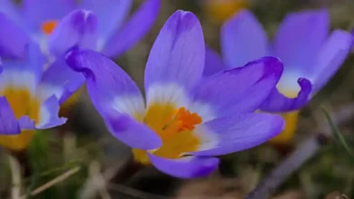 کود سولوپتاس برای زعفران
