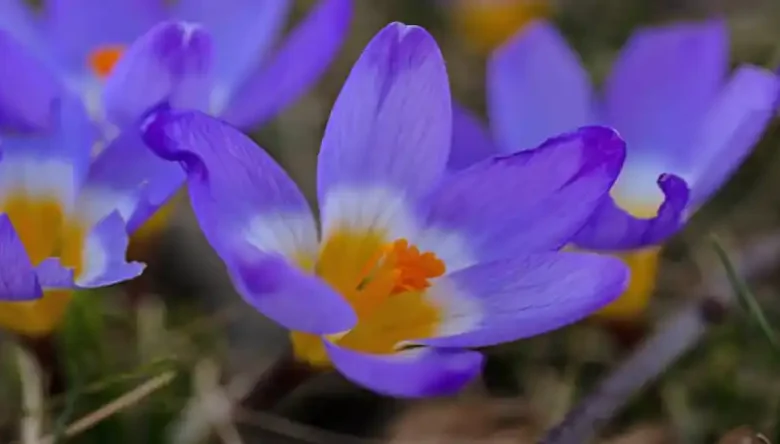 کود سولوپتاس برای زعفران