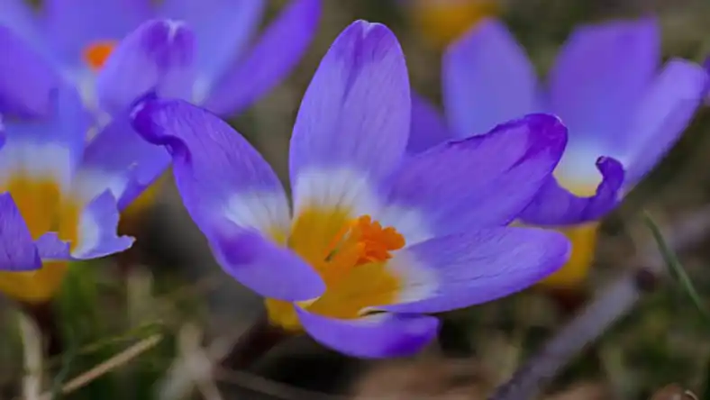 کود سولوپتاس برای زعفران