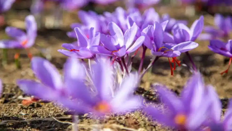 کود مرغی برای زعفران