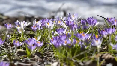 کود پتاس بالا برای زعفران
