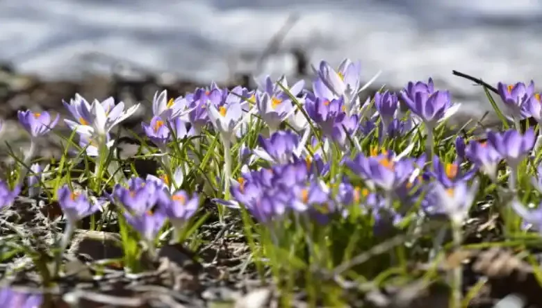 کود پتاس بالا برای زعفران