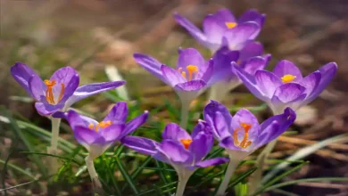 کود گوسفندی برای زعفران