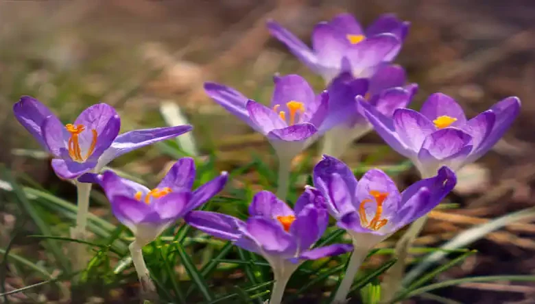 کود گوسفندی برای زعفران