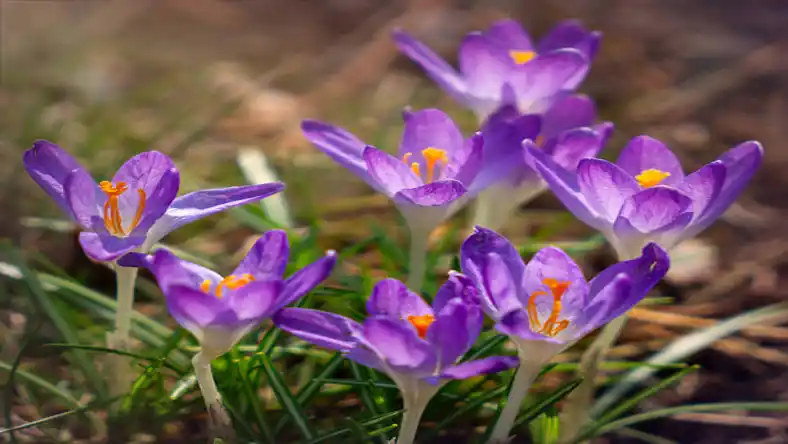 کود گوسفندی برای زعفران