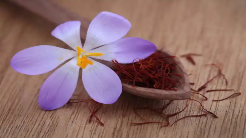 گل زعفران برای چی خوبه