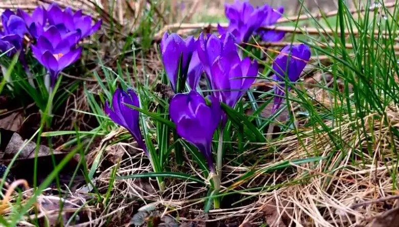 آموزش کشت زعفران گلخانه ای در خانه