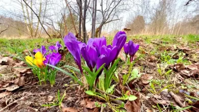با زعفران نم کشیده چه کنیم