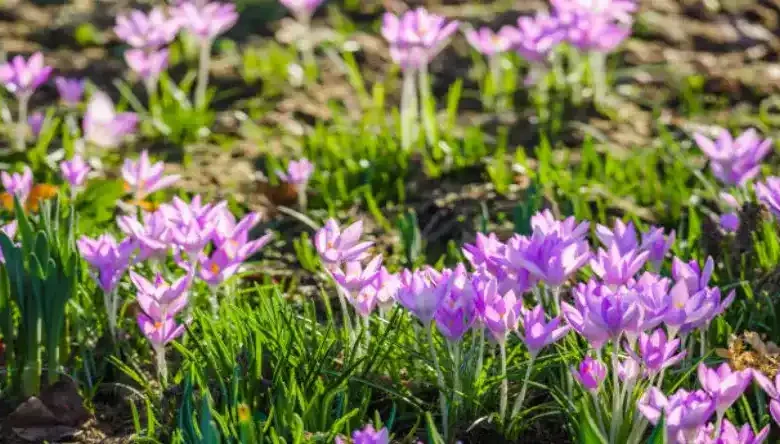 بهترین کود برای محلول پاشی زعفران