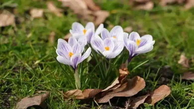 جزوه زعفران رایگان