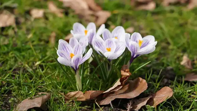 جزوه زعفران رایگان
