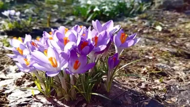 خرید اینترنتی پیاز زعفران در تهران