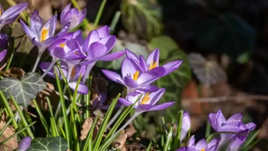 خرید پیاز زعفران در استهبان