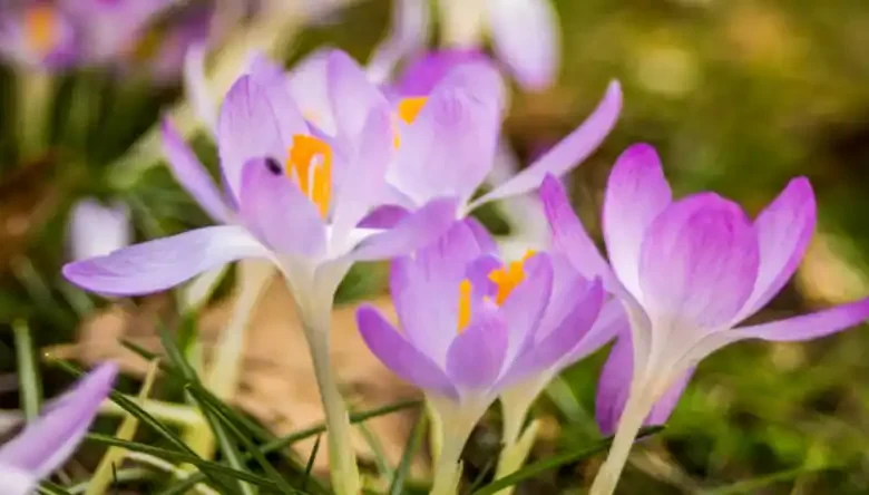خرید پیاز زعفران در شیراز