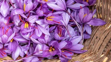 خرید پیاز زعفران در قزوین