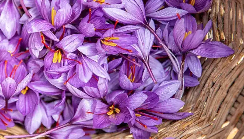خرید پیاز زعفران در قزوین