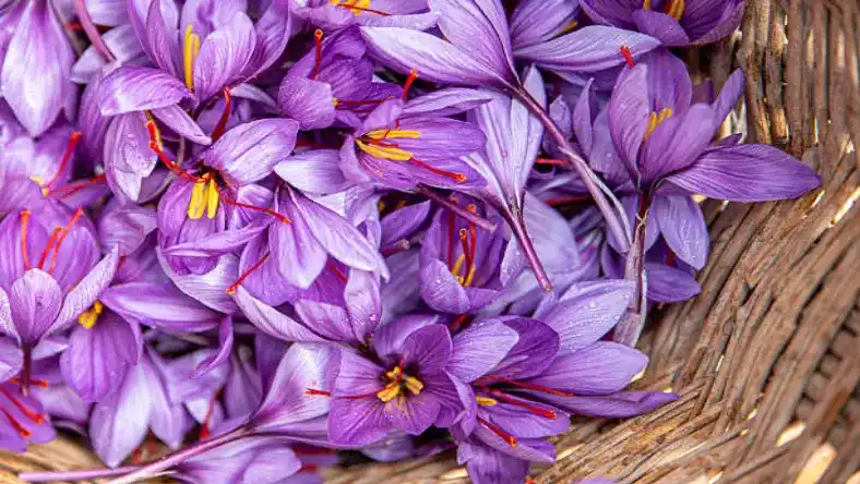 خرید پیاز زعفران در قزوین