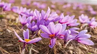 خرید پیاز زعفران در قم