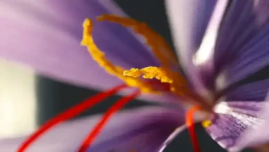خرید پیاز زعفران در یزد