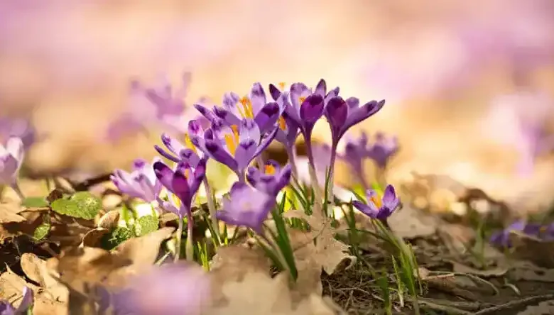 خرید کود زعفران
