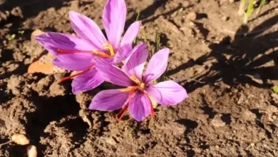 دانلود رایگان طرح توجیهی کشت زعفران گلخانه ای