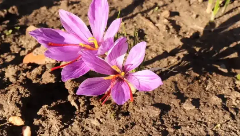 دانلود رایگان طرح توجیهی کشت زعفران گلخانه ای