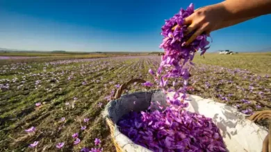 زمان مصرف کود فسفات تریپل برای زعفران