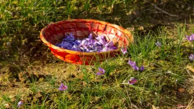 شهر زعفران کجاست