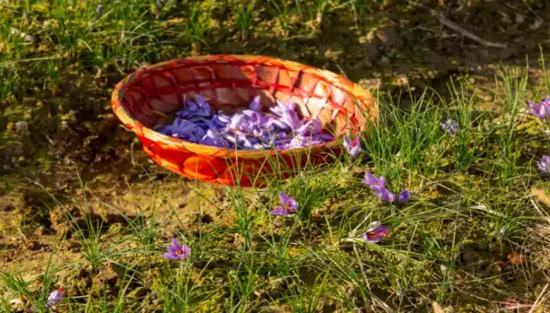 شهر زعفران کجاست