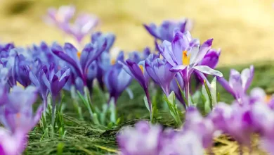 صادرات چمدانی زعفران به ارمنستان