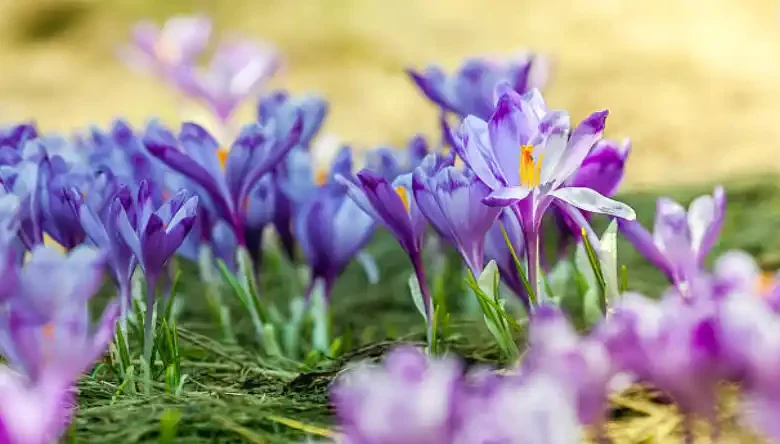 صادرات چمدانی زعفران به ارمنستان