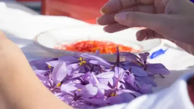 فاصله بین دو محلول پاشی زعفران
