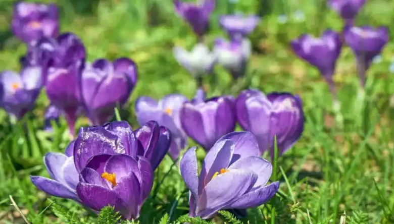 قوانین ارسال زعفران به خارج از کشور