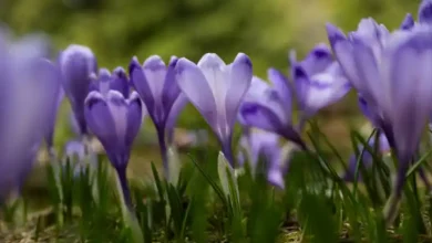 قیمت زعفران فله ای به روز