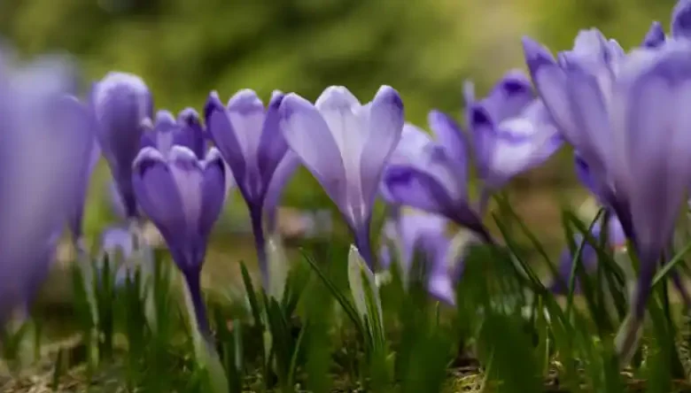 قیمت زعفران فله ای به روز