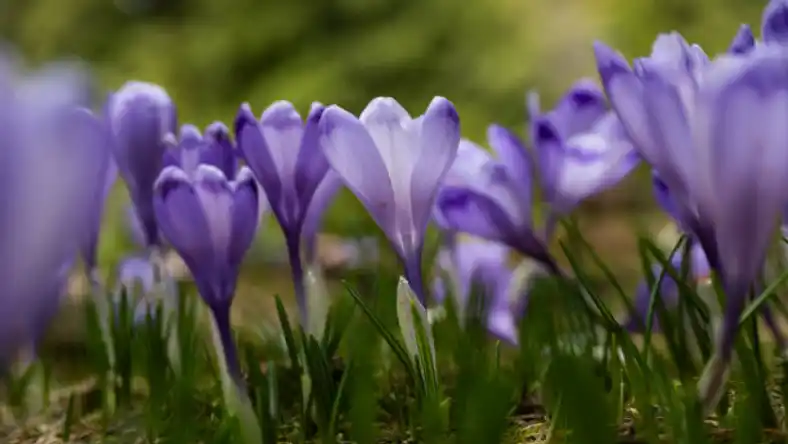 قیمت زعفران فله ای به روز