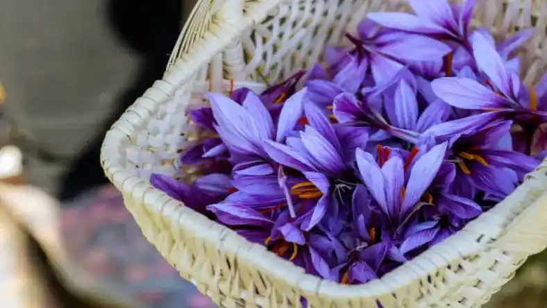 قیمت پیاز زعفران در دیوار مرودشت استان فارس