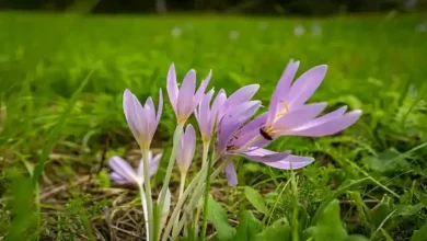قیمت کود رویش سبز برای زعفران