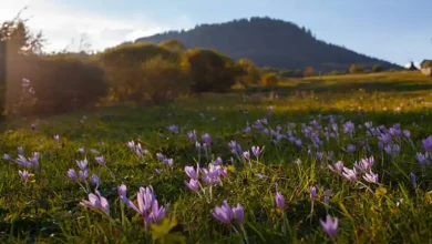 لیست خریداران خارجی زعفران در عمان