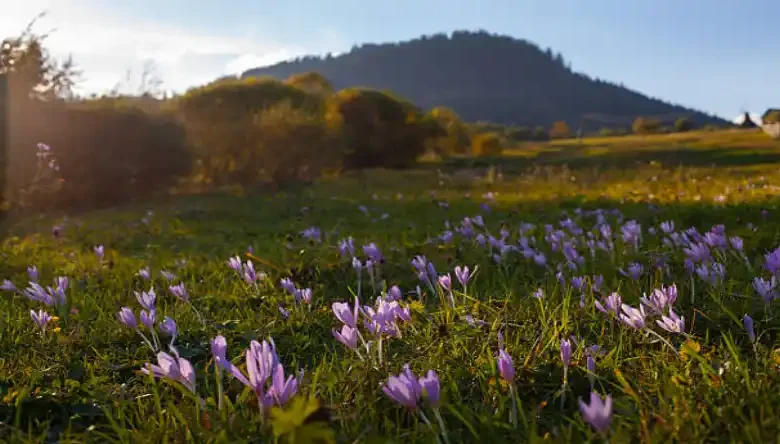 لیست خریداران خارجی زعفران در عمان