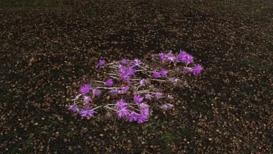 مایع قطره سبزه زعفران چیست