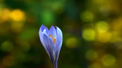 مشتری زعفران در دبی