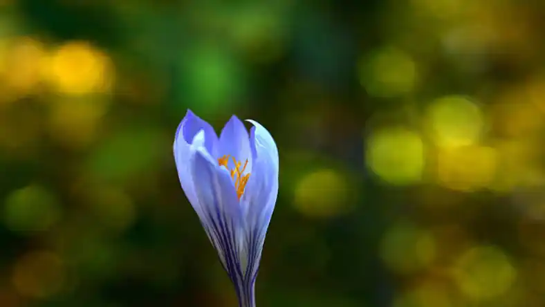 مشتری زعفران در دبی