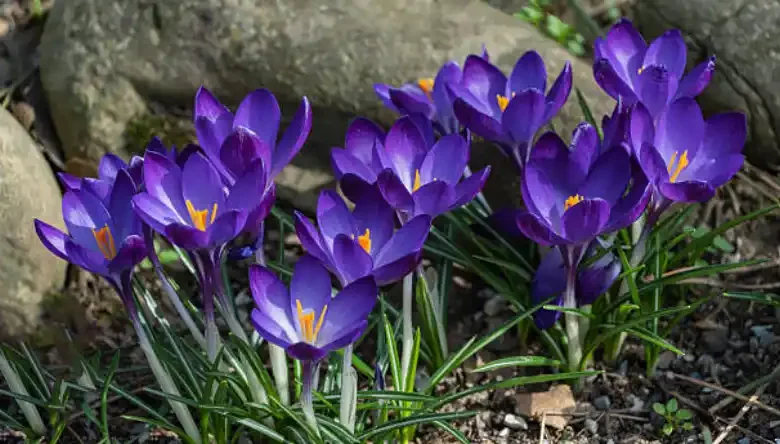مقدار آبیاری زعفران